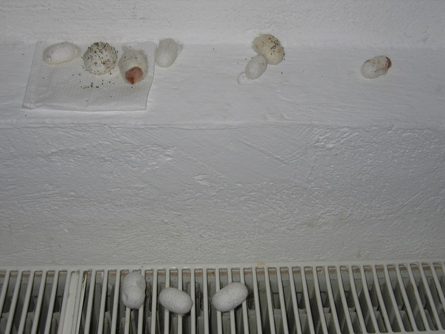 Tepichkn&uuml;pferei 6