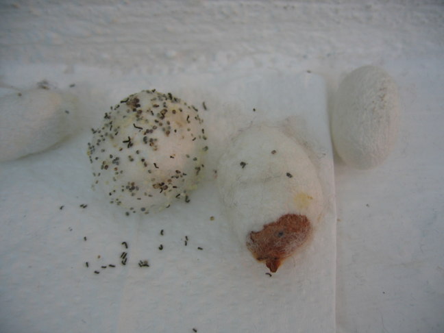 Tepichkn&uuml;pferei 7