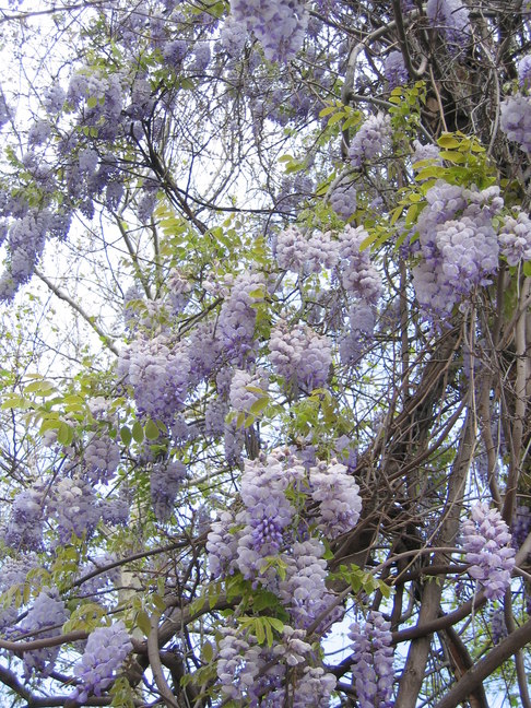 Antalya Gartenanlage 1