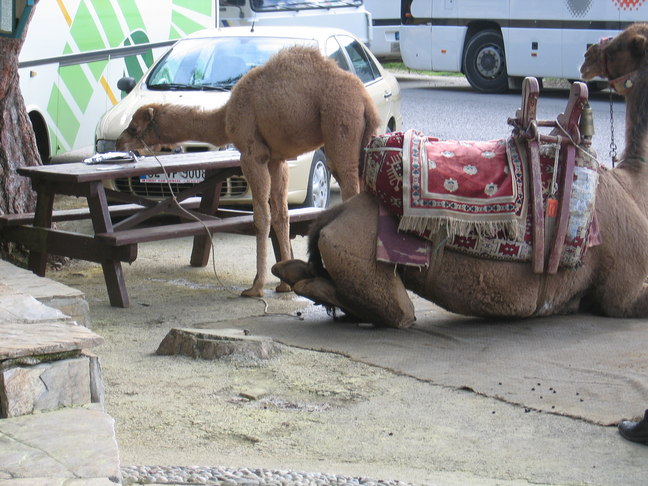 Antalya  Wasserfall Kamele